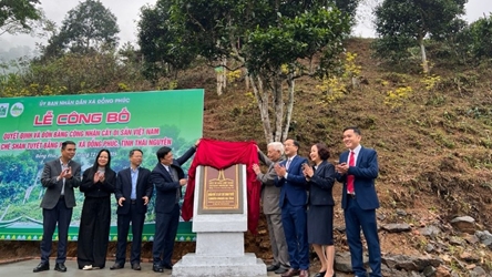 Thai Nguyen: 12 ancient Shan Tuyet tea trees win national heritage status